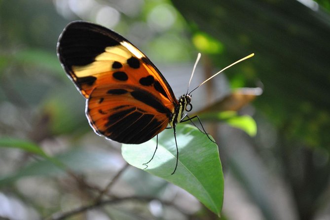3 or 4-Day All Inclusive Napo Amazon Adventure With Accommodation in Eco Lodge - Key Points