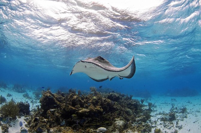 3-Stop Adventure: Stingray City and Snorkeling at Cayman Reefs - About Your Stay