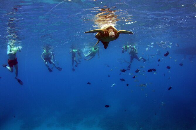 3 Ziplines & Dolphin Watching Snorkel Adventure - The Sum Up