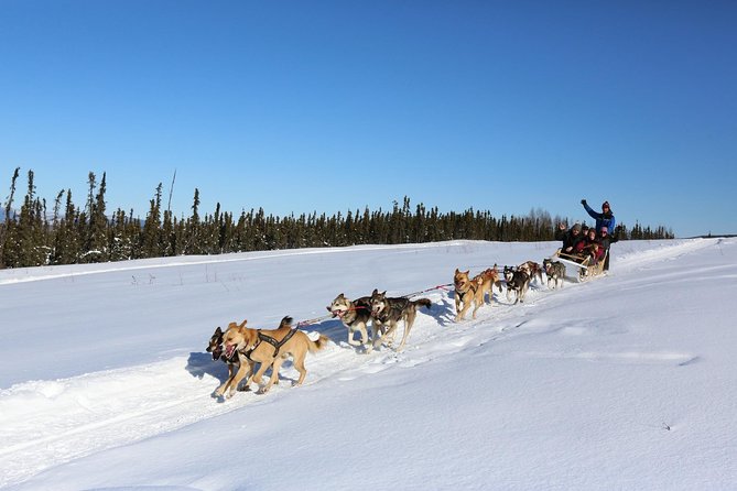 30-Minute Dog Sledding Tour in Fairbanks (Without Transportation) - Inclusion and Requirements