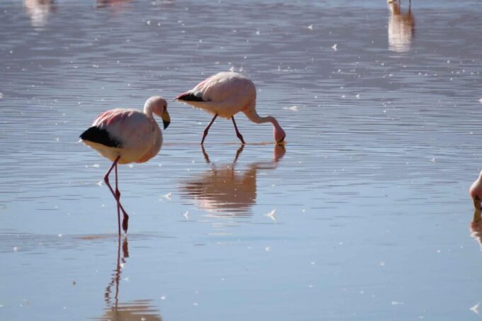 3D/ 2N SAN PEDRO DE ATACAMA- UYUNI PRIVATE SERVICE VIP - Reservation and Cancellation
