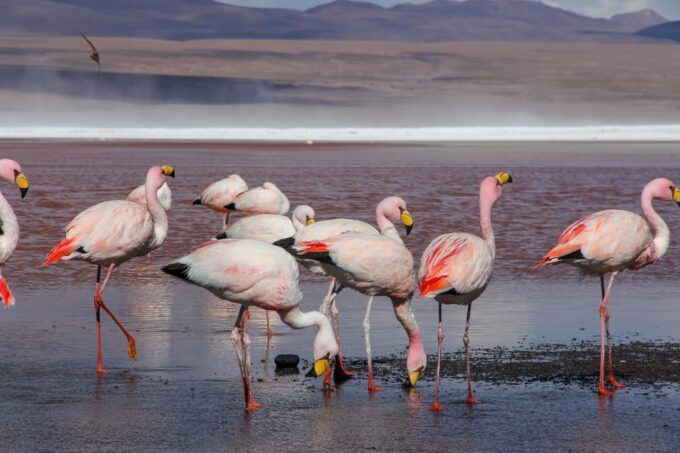 3D Adventure in the Uyuni Salt Flats in San Pedro De Atacama - Inclusions and Accommodations