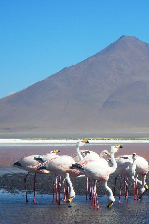 3D and 2N Tour Salar Uyuni Ending in Atacama Chile - Key Points