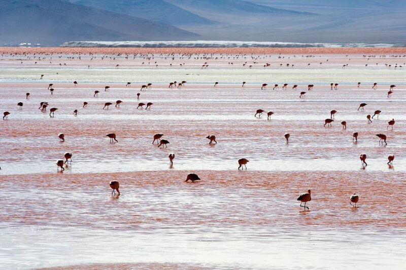 3D PROGRAM 2N UYUNI – SAN PEDRO DE ATACAMA SHARED SERVICE - Day 2 Itinerary