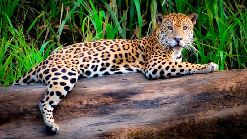 3D|| Tambopata Animal Safari Experience: Trust the Adventure - Immerse in Sandoval Lakes Tranquility