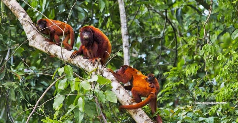 3D Tambopata Experience| Lake Sandoval-Monkey Island-Hoguera - Key Points