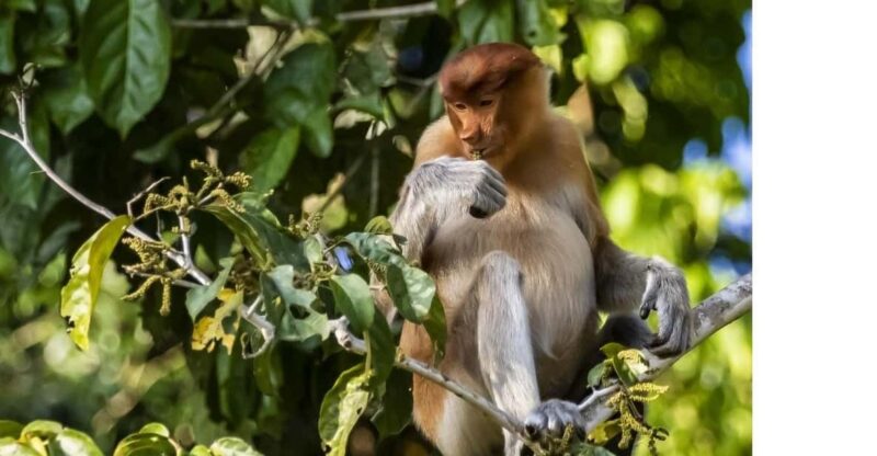3D2N Borneo Natural Sukau Bilit Resort - Key Points