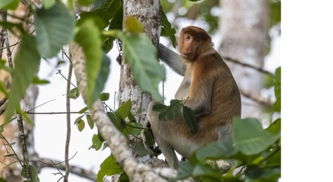 3D2N Borneo Natural Sukau Bilit Resort - Frequently Asked Questions