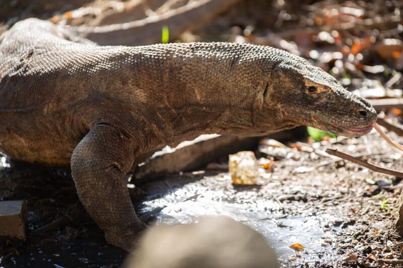 3D2N Komodo Kayak Tour - Included Services and Amenities