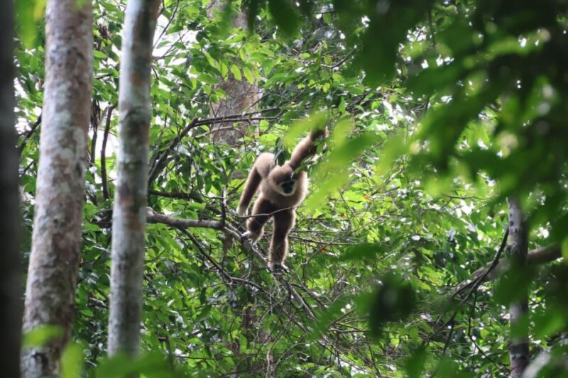 3D2N Orangutan Expedition:from Bukit Lawang - Key Points