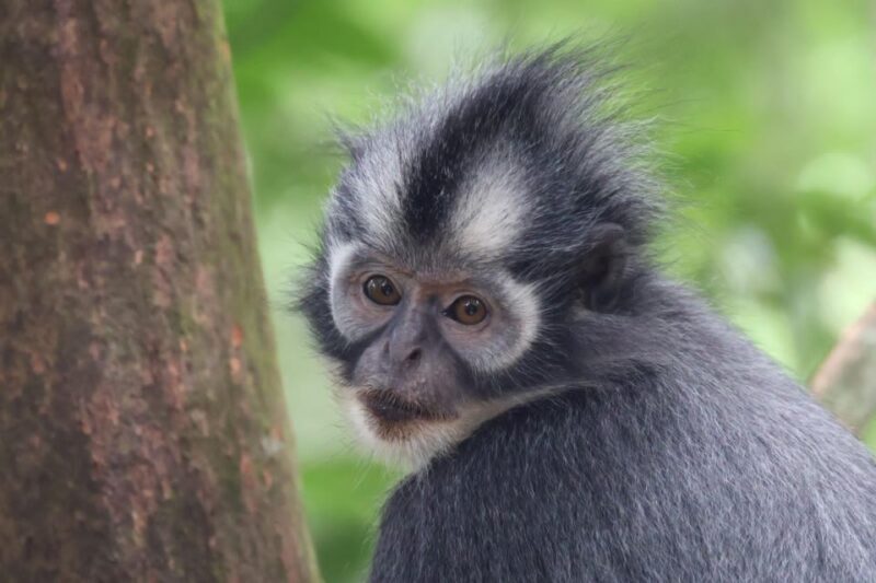 3D2N Orangutan Expedition:from Bukit Lawang - Highlights and Experience