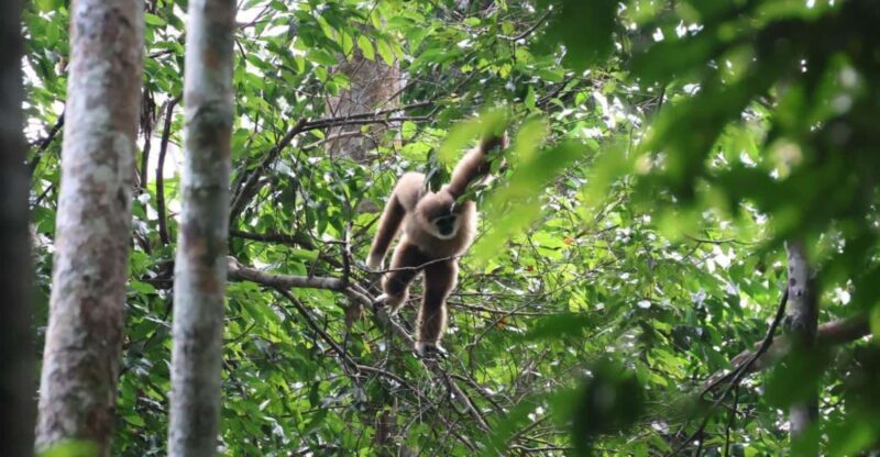 3D2N Orangutan Expedition:from Bukit Lawang - Itinerary and Activities