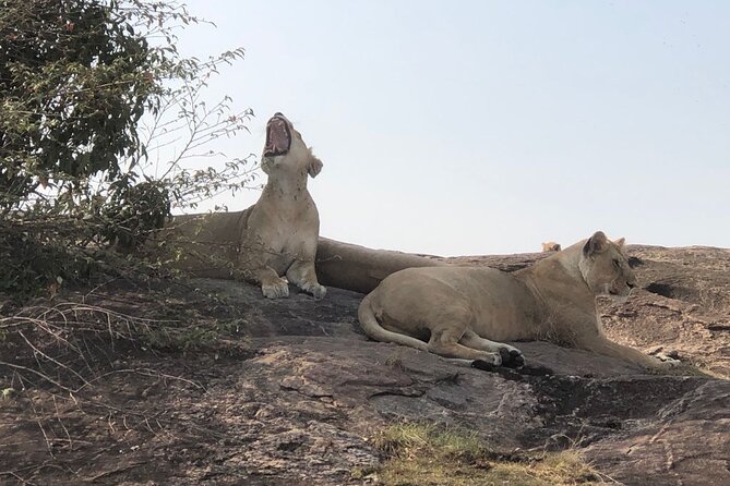 3days/2nights Group Joining Masai Mara - Meal Inclusions