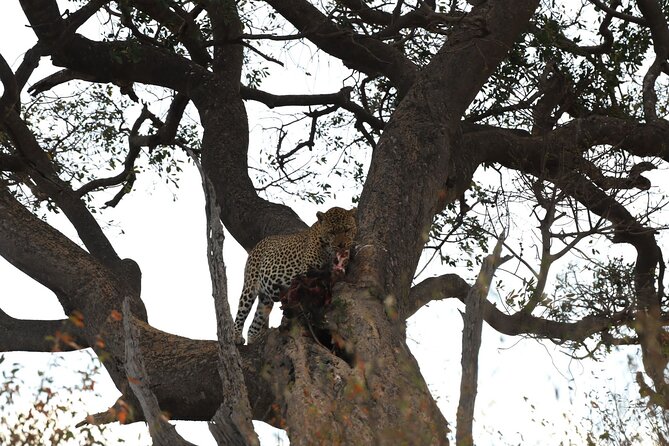 3days/2nights Group Joining Masai Mara - Wildlife Viewing