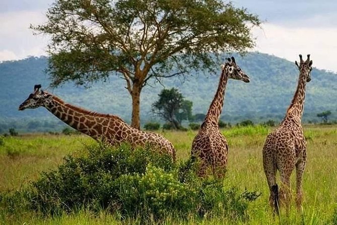 3days 2nights Tour to Uluguru Mountain and Mikumi National Park - About Your Stay