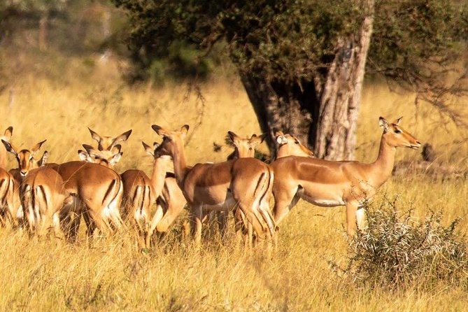 3days 2nights Tour to Uluguru Mountain and Mikumi National Park - Booking Process