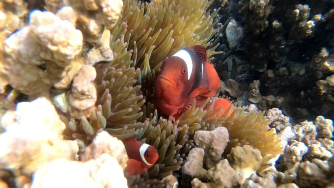 3Days and 2Nights in Puerto Galera: Scuba and Hike to Falls - Group Size and Guide