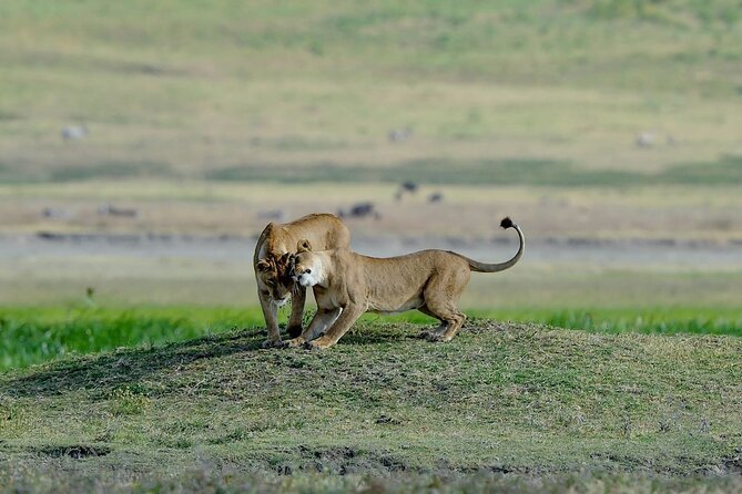 3days Masai Mara Best of Lodge Safari - Transportation and Transfers