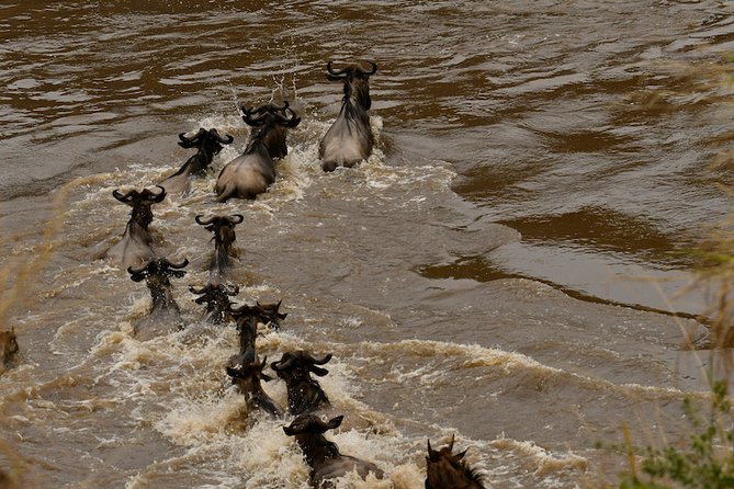 3days Masai Mara Private Safari With a 4x4 Land Cruiser Jeep - Wildlife Sightings