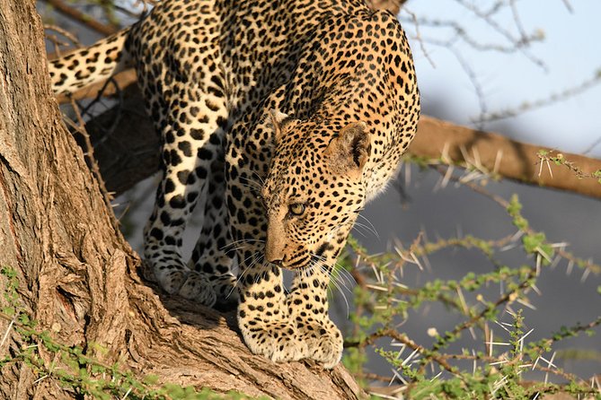 3days Masai Mara Private Safari With a 4x4 Land Cruiser Jeep - Accommodation and Meals