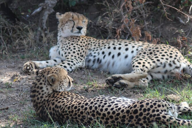 3days Masai Mara Private Safari With a 4x4 Land Cruiser Jeep - Cancellation Policy