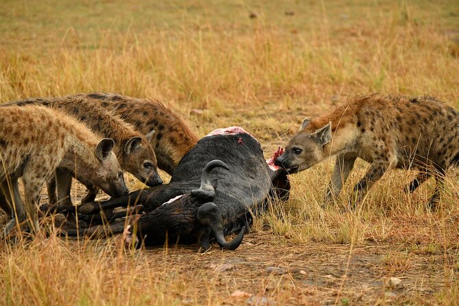 3days Masai Mara Private Safari With a 4x4 Land Cruiser Jeep - Booking Process