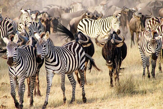 3DAYS Safari to Tarangire Ngorongoro and Manyara Lodge Safari - Meeting and Pickup Information
