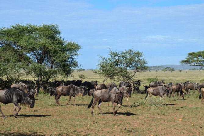 3DAYS Safari to Tarangire Ngorongoro and Manyara Lodge Safari - Traveler Requirements