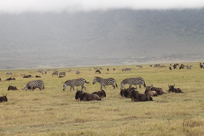 3DAYS Safari to Tarangire Ngorongoro and Manyara Lodge Safari - Highlights of the Safari