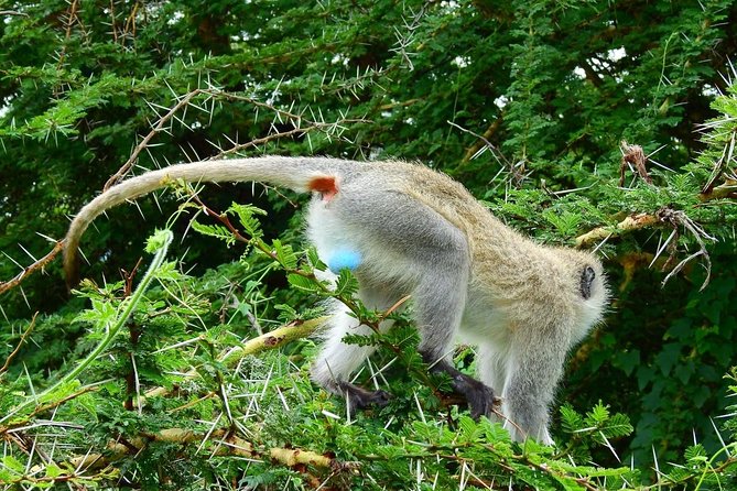 3DAYS Safari to Tarangire Ngorongoro and Manyara Lodge Safari - Safari Itinerary