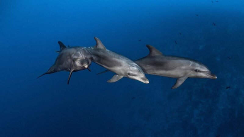 3h Whale Watching Private Tour Costa Adeje Lina7 Mizendoha - Booking Availability