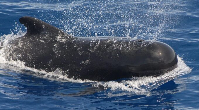 3h Whale Watching Private Tour Costa Adeje Lina7 Mizendoha - Meeting Point Location