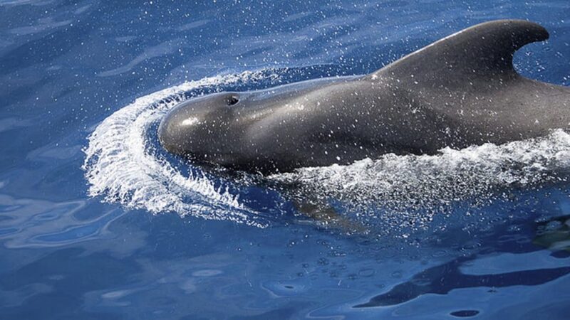 3h Whale Watching Share Tour Beneteau Oceanis 440 - Itinerary Details