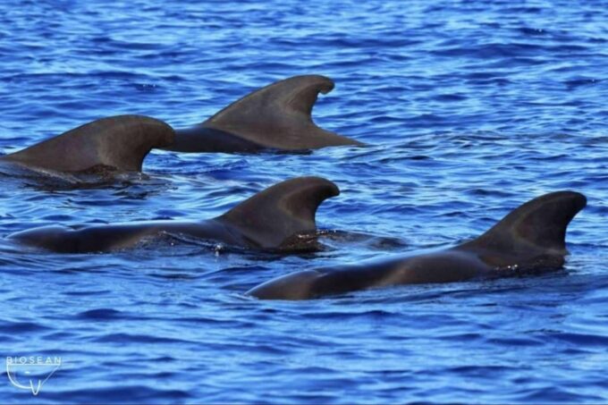3h Whale Watching Share Tour Costa Adeje Lina7 Mizendoha - Languages Offered