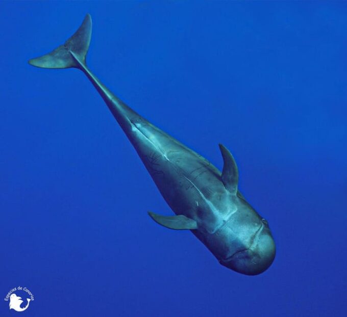 3h Whale Watching Share Tour Costa Adeje Lina7 Mizendoha - Cancellation Policy