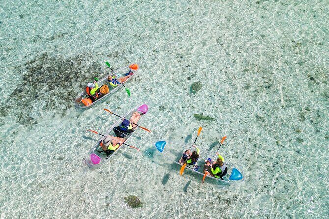 3HR Clear Kayak Mangrove and iguana island Tour in Leeward - Key Points
