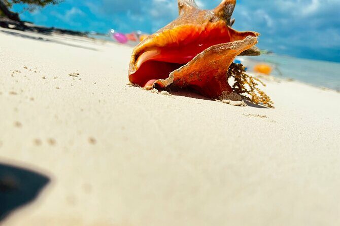 3HR Clear Kayak Mangrove and iguana island Tour in Leeward - The Sum Up