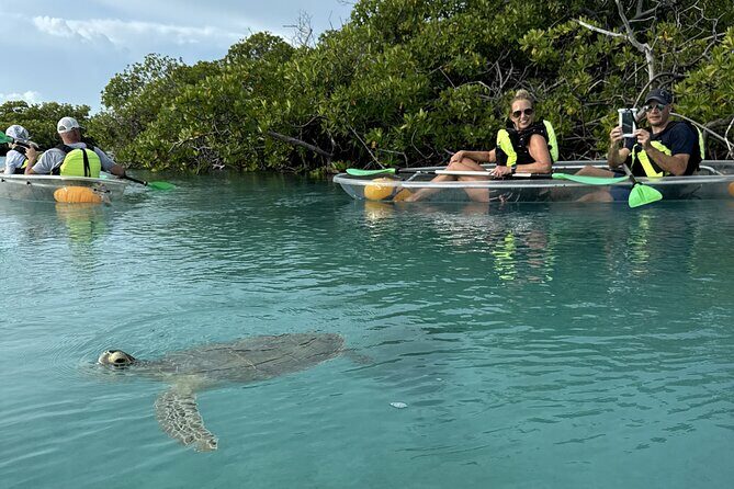 3hr Clear Kayak Tour of Mangroves, Marine Life and Iguanas - Introduction: Exploring Turks and Caicos from a New Perspective