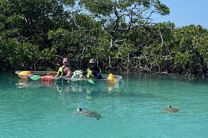 3hr Clear Kayak Tour of Mangroves, Marine Life and Iguanas - The Sum Up: An Authentic, Family-Friendly Nature Experience