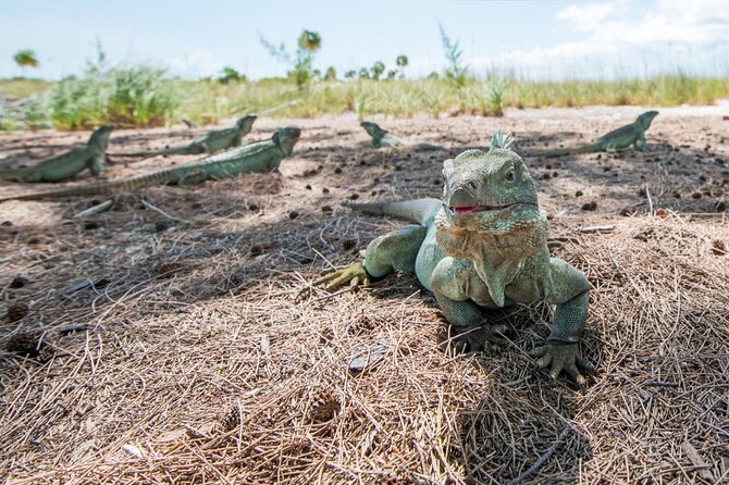 3HR Emerald Reef Snorkeling, Iguana Island and Shipwreck Tour - Meeting and Pickup Information