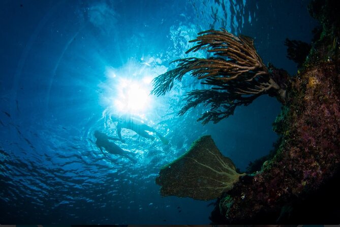 3HR Emerald Reef Snorkeling, Iguana Island and Shipwreck Tour - Must-Do Activity in Turks and Caicos