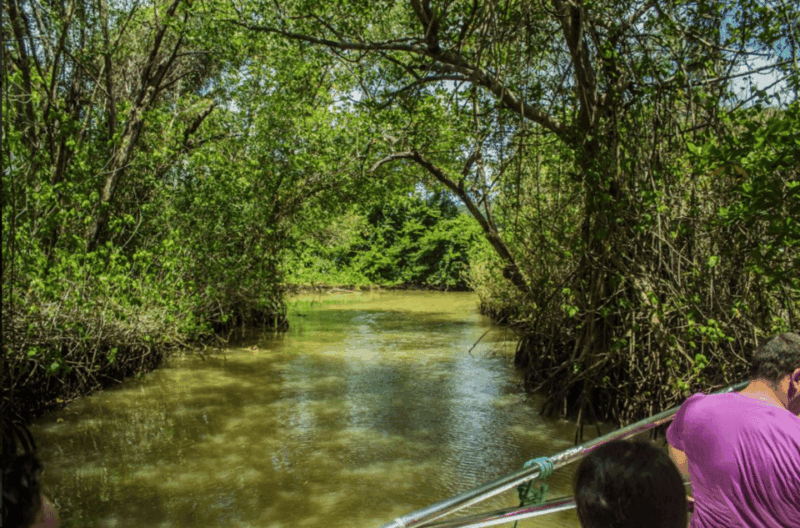 3in1: Los Haitises National Park + Yanigua Waterfall + Round Mountain - Key Points