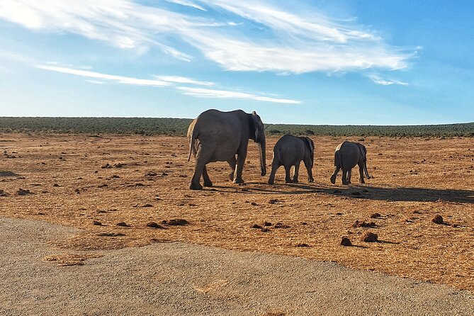 4 Day Addo to Karoo Safari - Itinerary Highlights