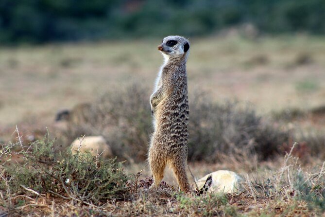 4 Day Addo to Karoo Safari - Additional Details