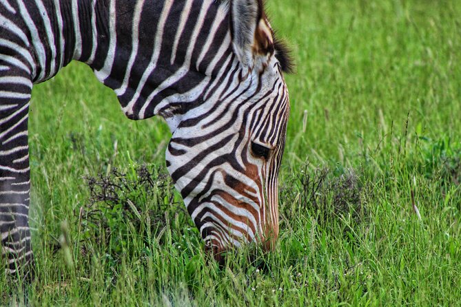 4 Day Addo to Karoo Safari - Accommodation Options
