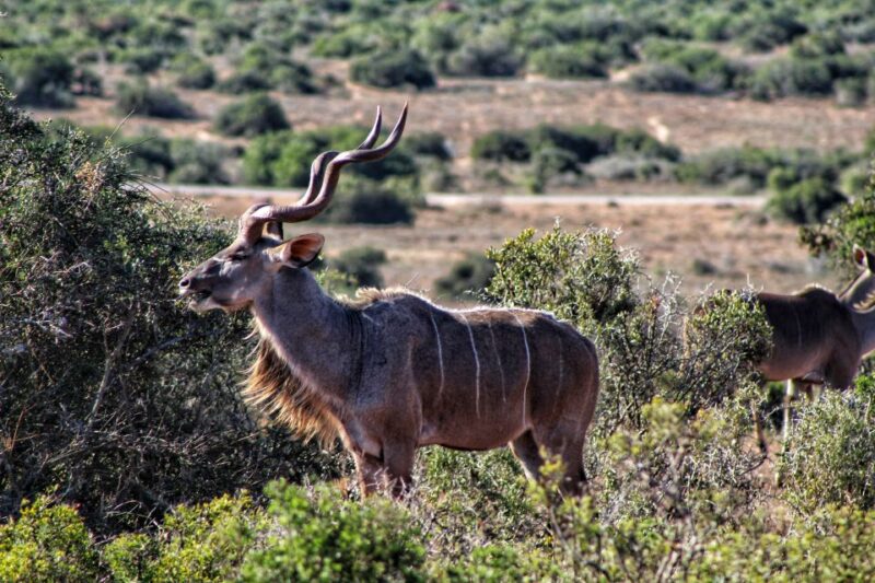 4-Day Addo to Karoo Safari - Key Points