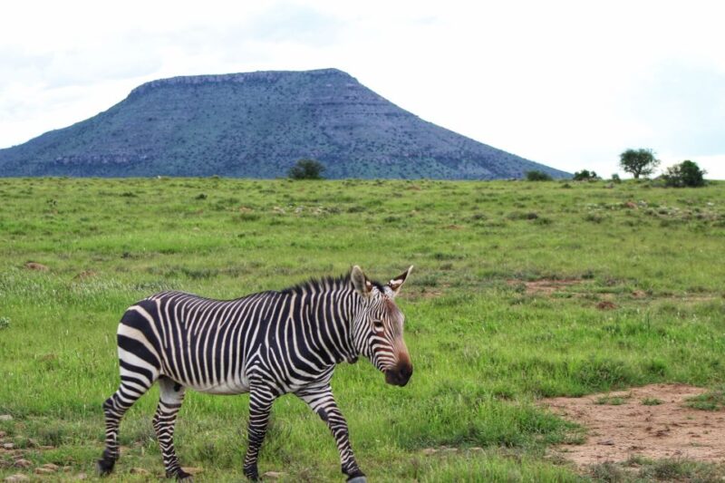 4-Day Addo to Karoo Safari - Cheetah Tracking and Nieu Bethesda Visit