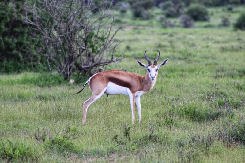 4-Day Addo to Karoo Safari - Camdeboo National Park and Owl House
