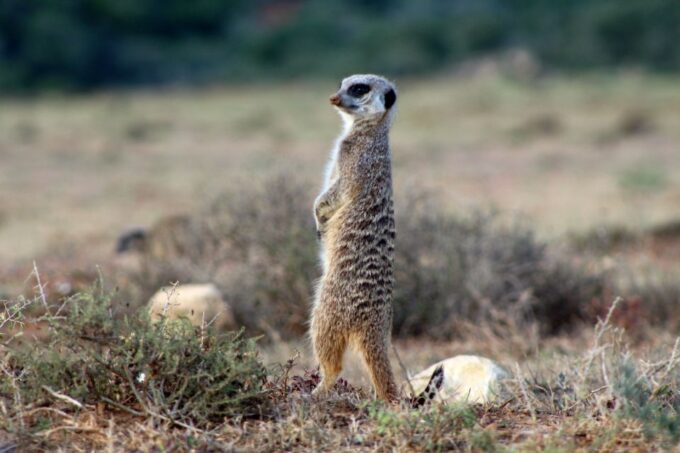 4-Day Addo to Karoo Safari - Cancellation and Payment Policies