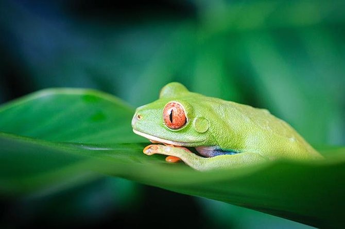 4-Day Adventure in Tortuguero National Park - Itinerary and Logistics